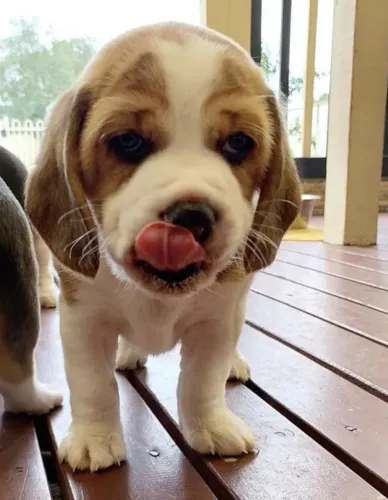 Beagle O tipo de companhia que transforma silêncio em conforto