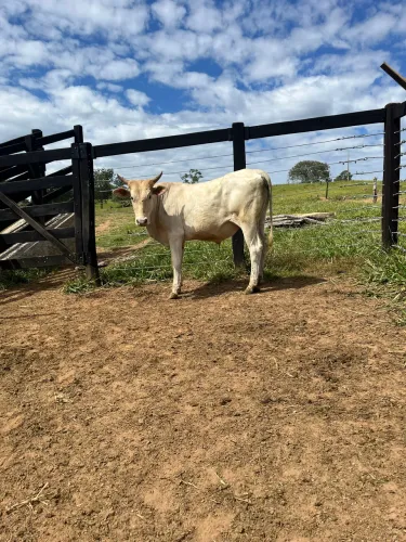 Vendo bezerro garroti charolês Caracu 