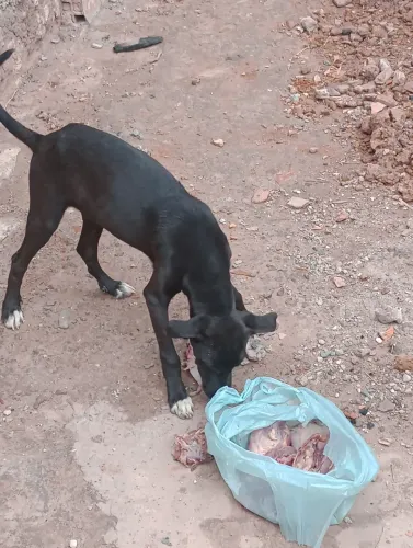 Cachorro Macho
