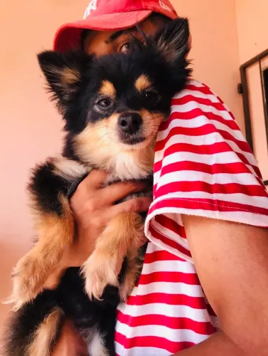 Fêmeas disponíveis - Spitz e Basset Hound