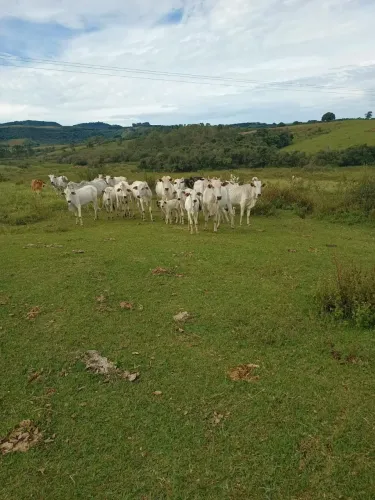 Sítio ,pasto gado ,café ,casa