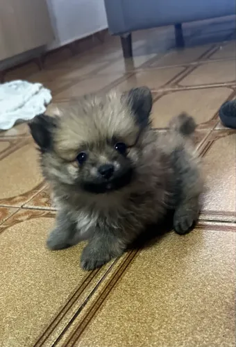 Lulu da pomerania