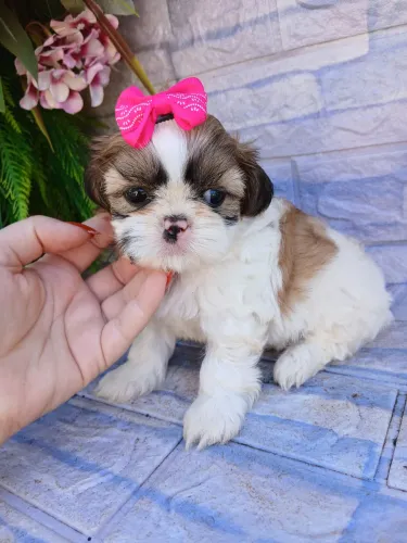 Shitzu fêmea mini tricolor lindíssima alto padrão de beleza