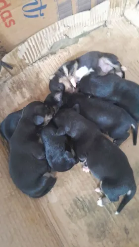 Cachorro pinscher