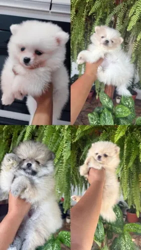 Lulu da Pomerânia ursinho