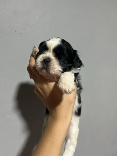 Filhotes de shih tzu