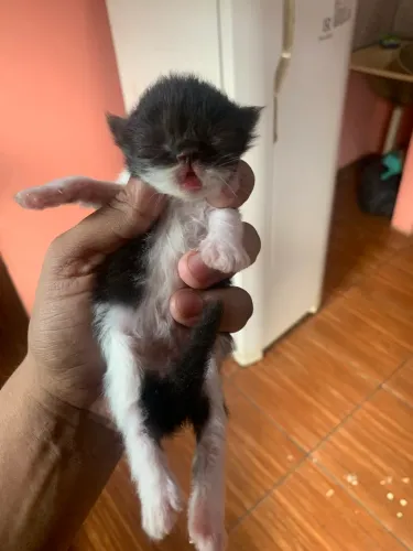 Gato persa fêmeas 