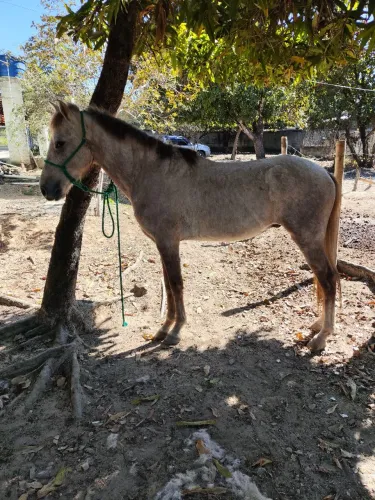 Vendo potro mangalarga marchador