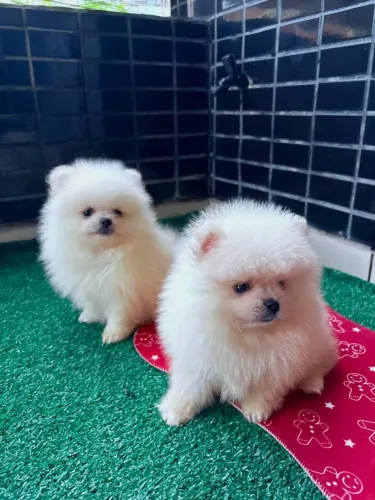 Spitz Alemão (Lulu da Pomerânia) - Machos