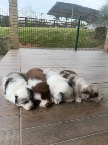 Vende-se filhotes Border Collie