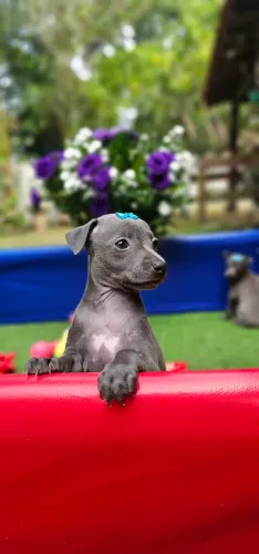 Galgo Italiano FEMEA CINZA - Lindissima