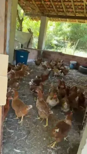 Galinhas poedeira iniciando a postura de ovos