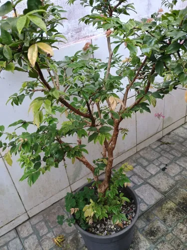 Árvore frutífera( jabuticaba)