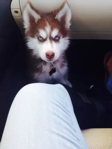 Husky siberiano Um filhotinho esperando pelo seu primeiro abraço