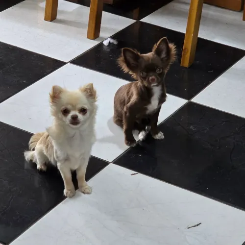 Chihuahua Pelo longo Fêmea 7 meses e Macho choc 3 meses Pedigree Vacinado! Aceito cartão