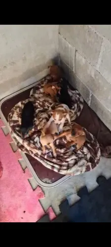 Pintiers