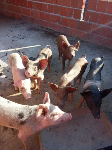 Vende-se porcos da raça Pietrain