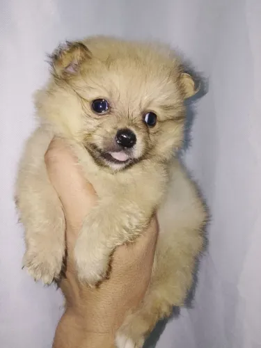 2 Machinhos Lulu Anaozinhos disponíveis