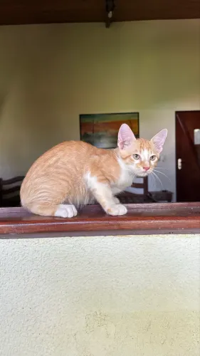 Gatinho pra adoção responsável