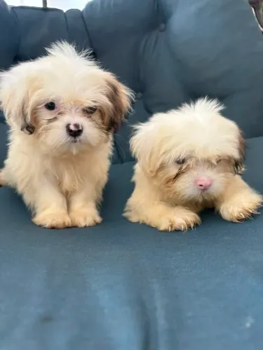 Filhotes machos de Lhasa Apso, 2 meses