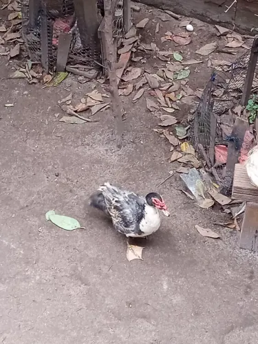 Vende se pato macho por apenas 140 reais pesa uns 6kg