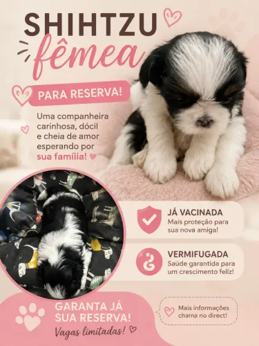 Filhote de Shitszu fêmea