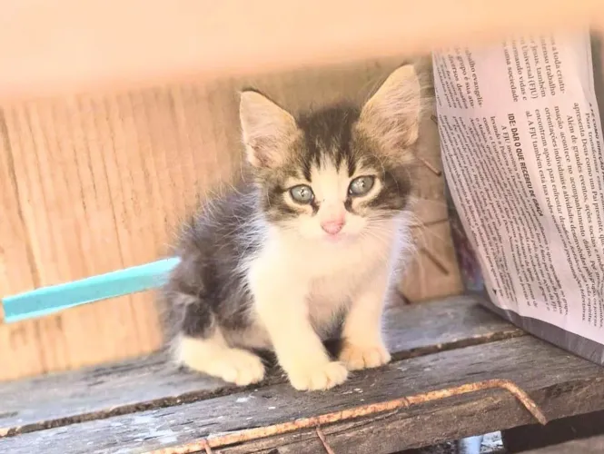 Gatinha 2 meses, já vermifugada
