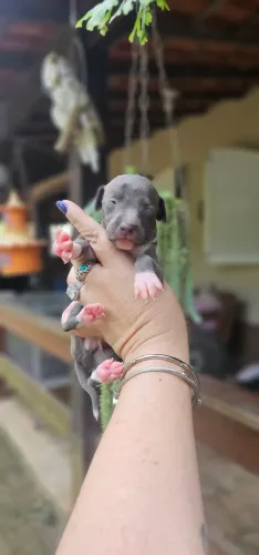 Galgo Italiano Nobreza - Macho