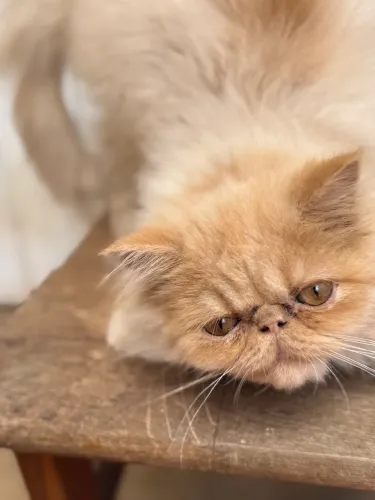 Gato persa macho 