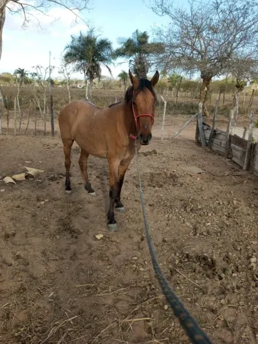 Cavalo castradinho de picado