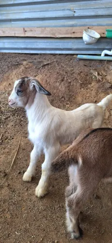 Vendo Cabritinho raça leiteira