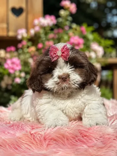 Shih tzu fêmea branca e chocolate 66 dias