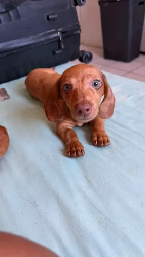 Filhotes de daschund (salcichinha)