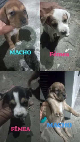 FILHOTES DISPONÍVEIS PARA ADOÇÃO RESPONSÁVEL