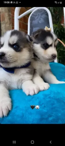 Filhote de husky Severiano wooly