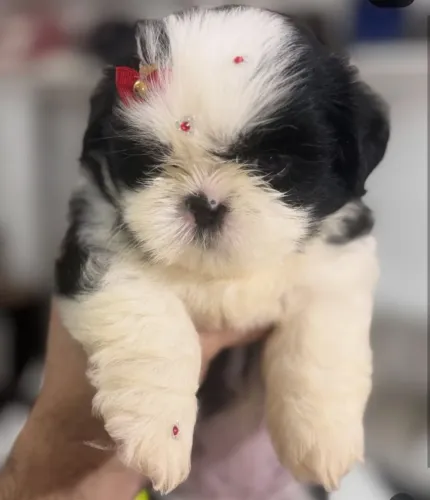 Shihtzu femea mini 1190