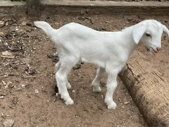 Cabritinhos a venda