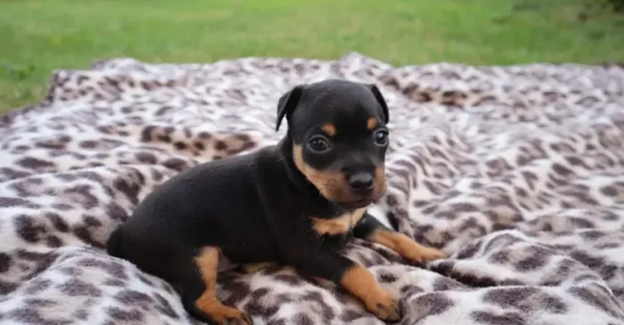 Pinscher Miniatura: Pequenos no tamanho, grandes no coração e com saúde garantida.