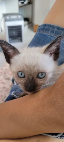 Gatinho macho para adoção responsável