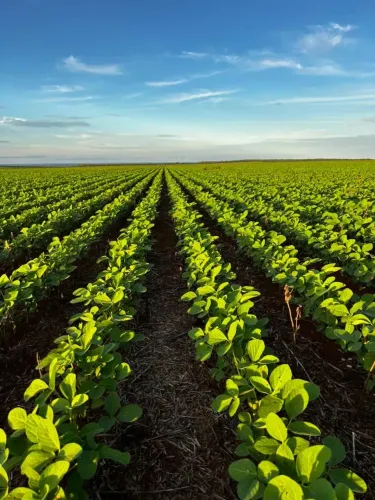 Fazenda Agrícola à Venda em Canarana  MT | 3.752,93 Hectares |