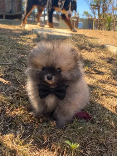 lulu da pomerania tá quente é quente
