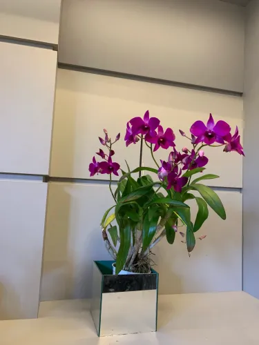 Orquídea com seis hastes florais 