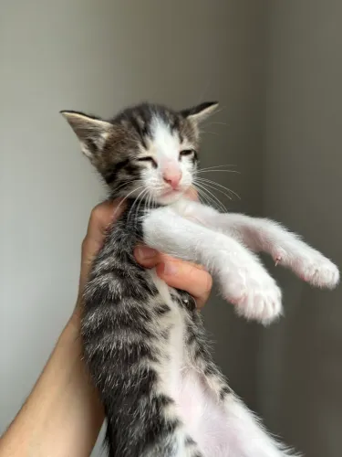 Gatinho filhote