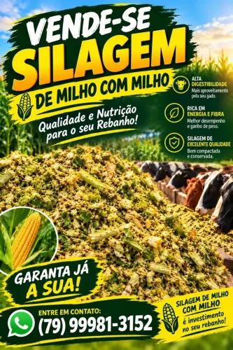 VENDO SILAGEM DE MILHO COM MILHO ? 