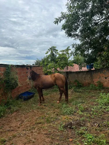 Cavalo iniciado na direita 