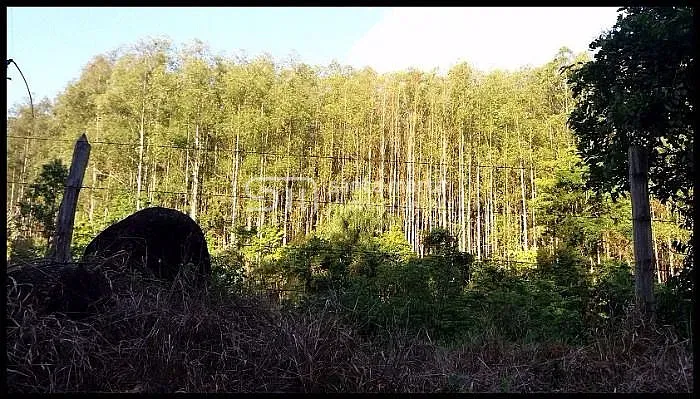 FAZENDA COM 300HA EUCALIPTOS EM PONTO CORTE - LAVRINHAS - SP