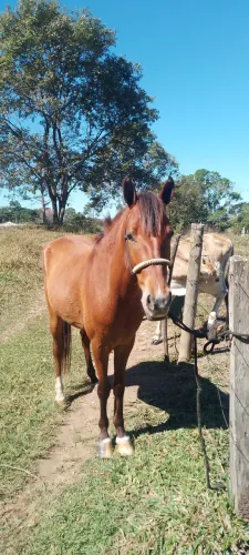 Cavalo de 3 anos e 5 meses a venda