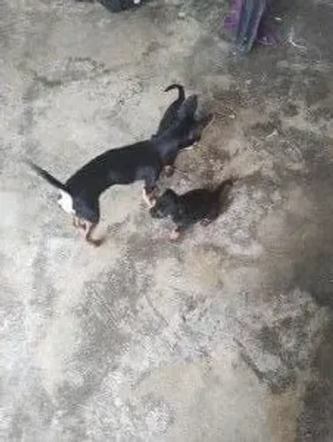 Filhote de pinscher número 2