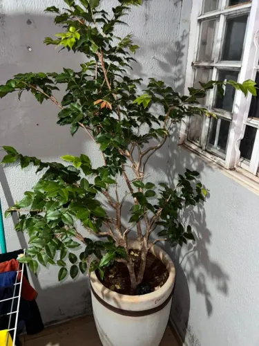 JABUTICABEIRA HÍBRIDA PRODUZINDO