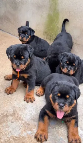 Seu parceiro de todas as horas pode ser um Rottweiler!